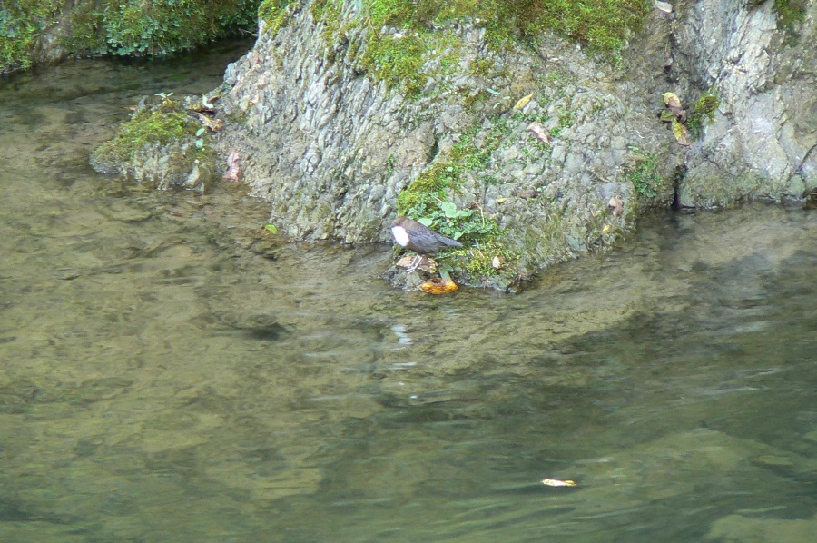 Klikni za ogled večje slike