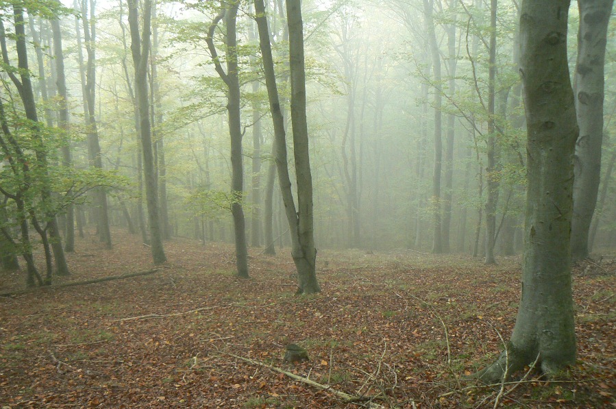 Klikni za ogled večje slike