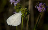 beli metulj2.jpg