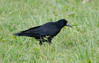 crna vrana.jpg