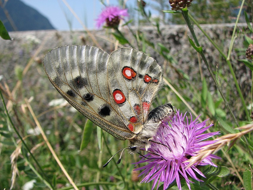 Klikni za ogled večje slike