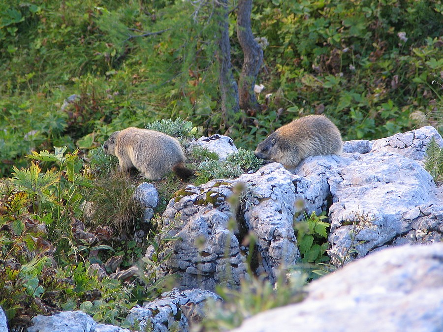 Klikni za ogled večje slike