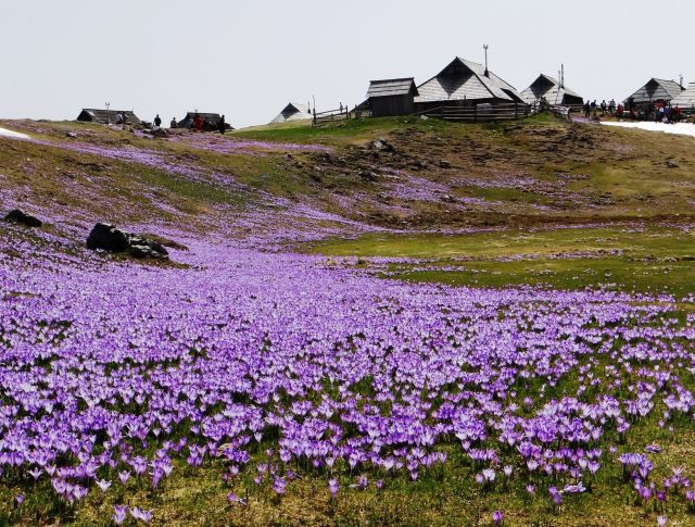 Klikni za ogled večje slike