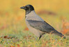 Hooded crow.jpg