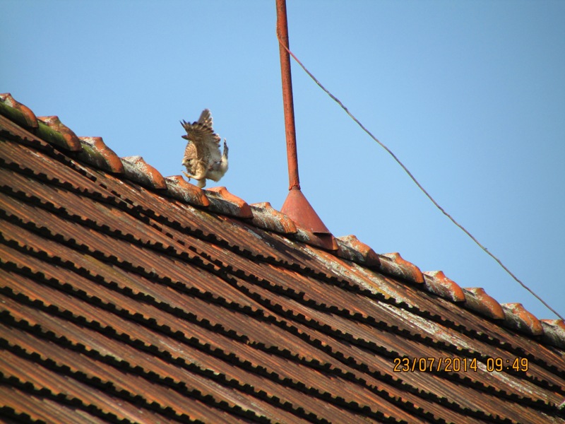 Klikni za ogled večje slike