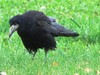 crna vrana.JPG