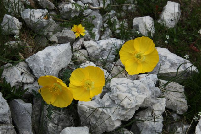 Klikni za ogled večje slike