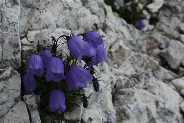 Klikni za ogled večje slike