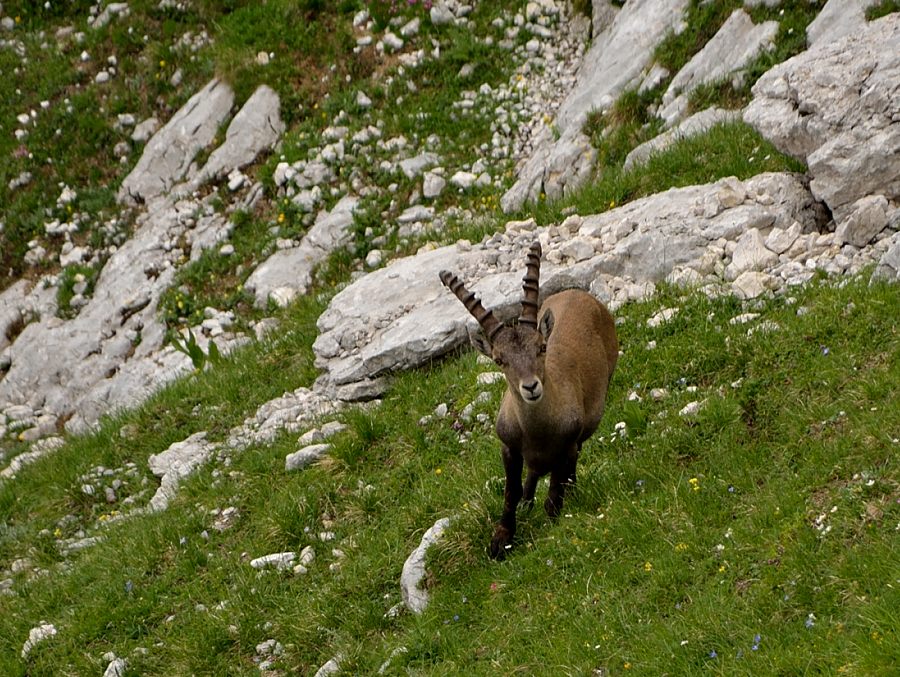 Klikni za ogled večje slike