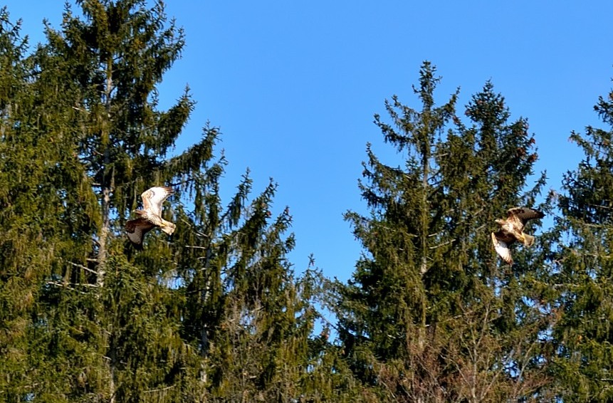 Klikni za ogled večje slike