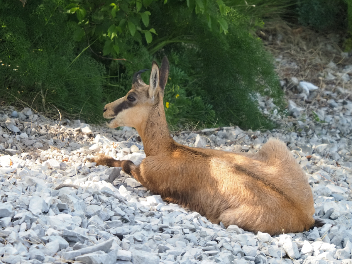 Klikni za ogled večje slike