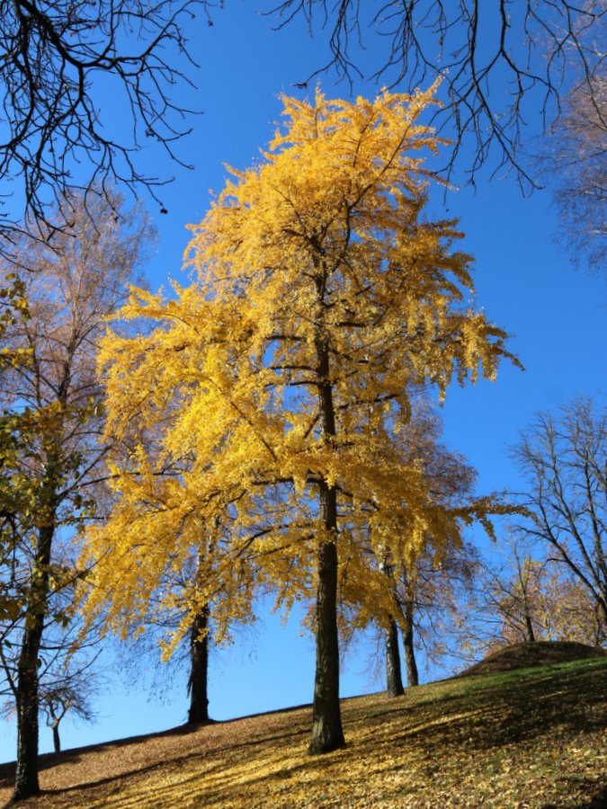 Klikni za ogled večje slike