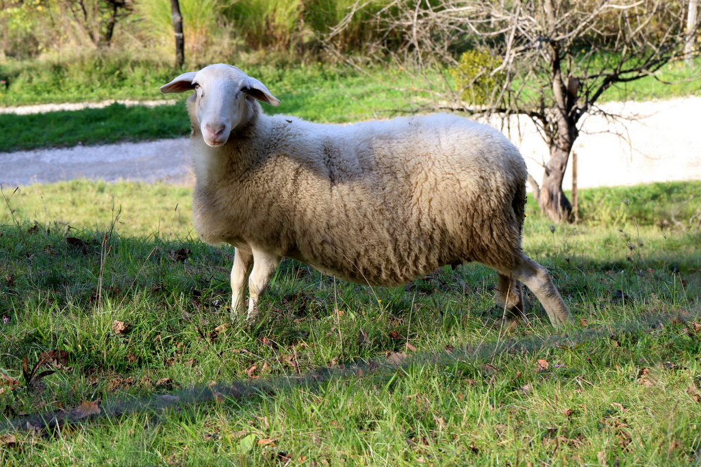 Klikni za ogled večje slike