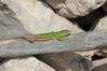 068 Italian Wall Lizard.JPG