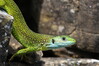 075 European Green Lizard-006.JPG