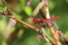 288 Scarlet Dragonfly.JPG