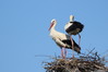 459 White Stork.JPG