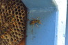 593 Common Wasp.JPG