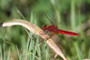 623 Scarlet Dragonfly-002.JPG