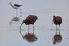 Ime datoteke: 639 Glossy Ibis-006.jpg
Velikost datoteke: 1023kB
Dimenzija: 1453x971
Datum objave: June 15, 2025 639 Glossy Ibis-006.jpg