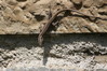 735 Common Wall Lizard-008.JPG