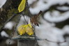 768 Eurasian Tree Sparrow.JPG