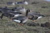 835 Greater White-Fronted Goose.JPG