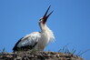 915 White Stork.JPG