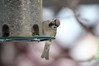 981 Eurasian Tree Sparrow.JPG