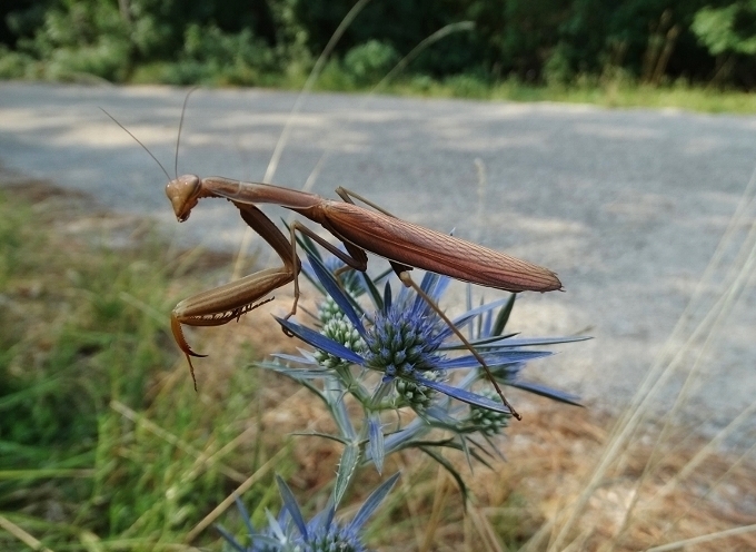 Klikni za ogled večje slike