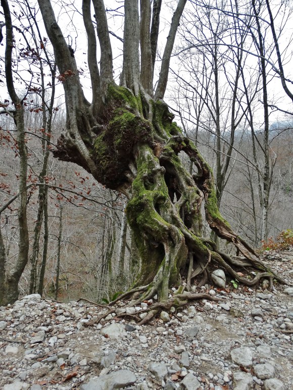 Klikni za ogled večje slike