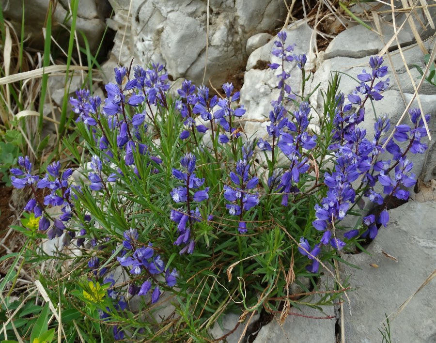 Klikni za ogled večje slike