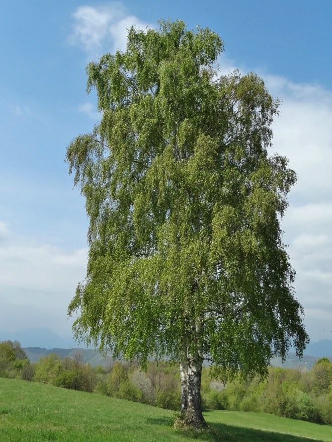 Klikni za ogled večje slike