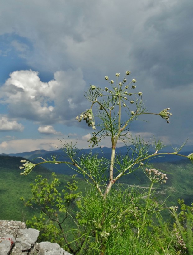 Klikni za ogled večje slike