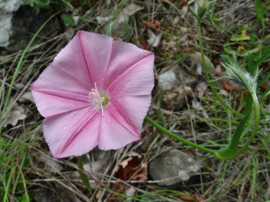 Klikni za ogled večje slike