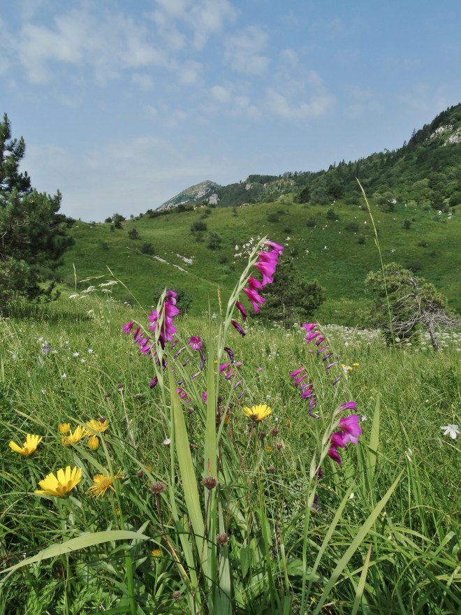 Klikni za ogled večje slike