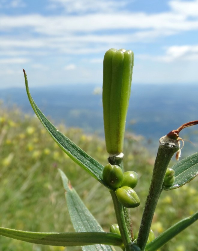 Klikni za ogled večje slike