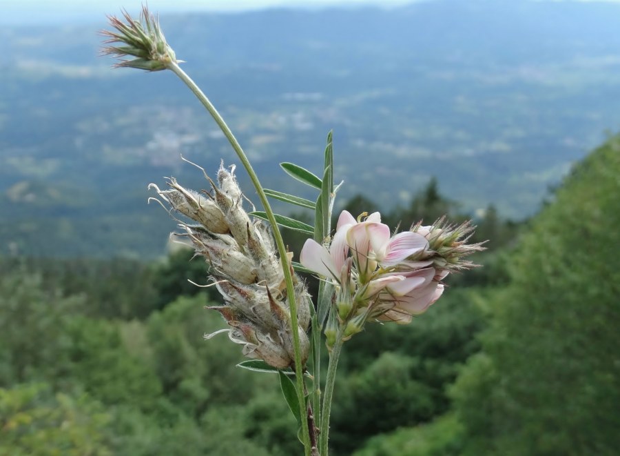 Klikni za ogled večje slike