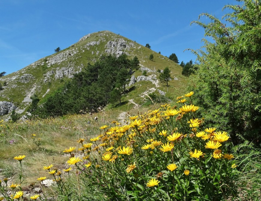 Klikni za ogled večje slike