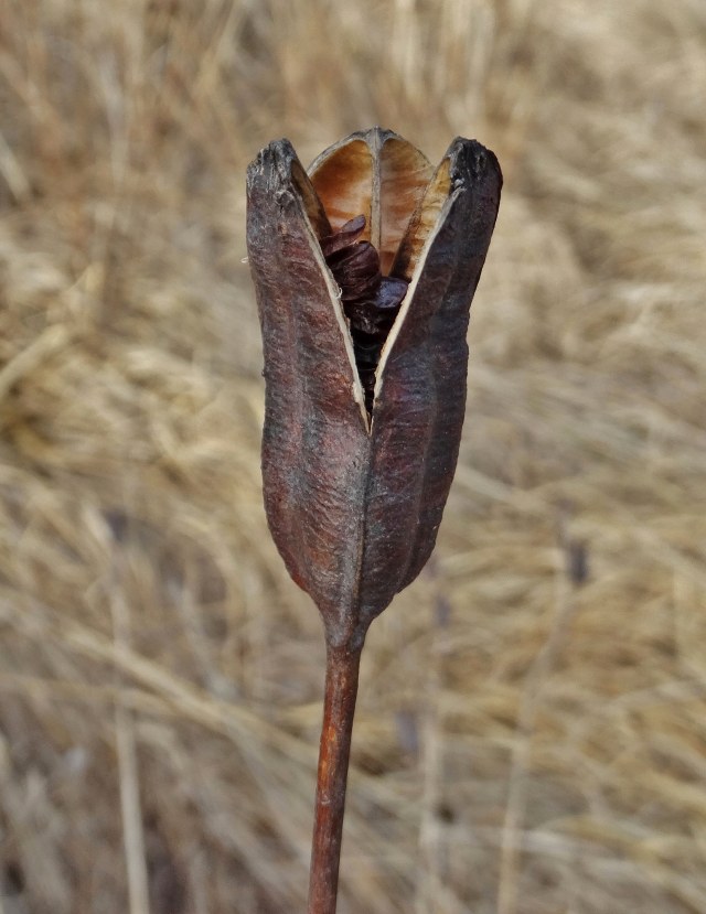 Klikni za ogled večje slike