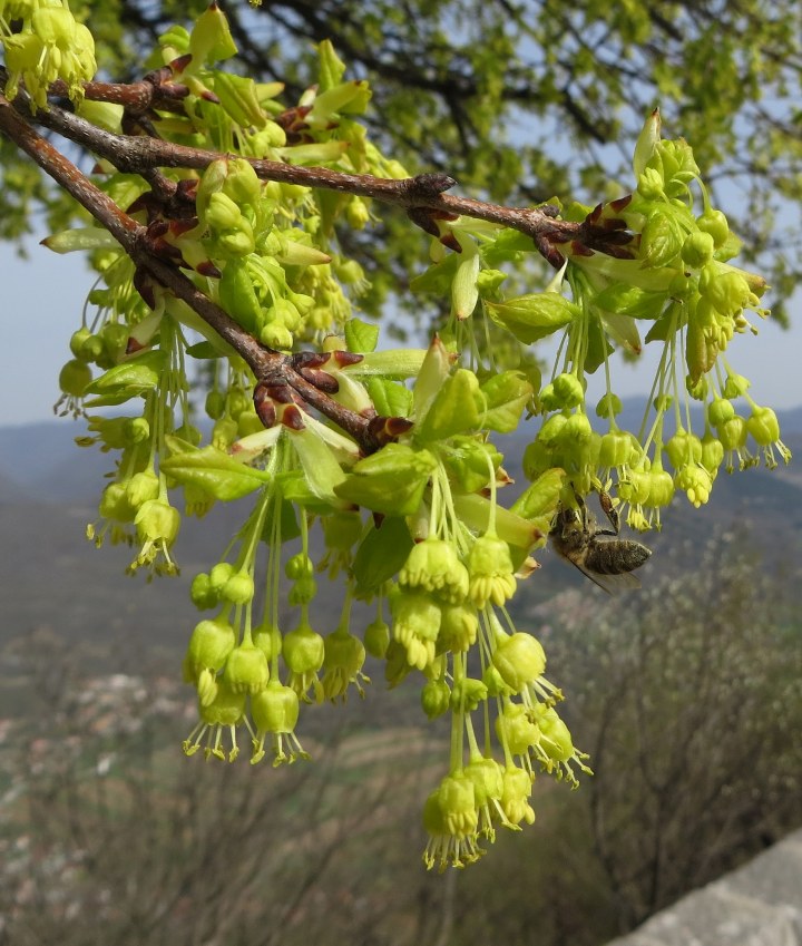 Klikni za ogled večje slike