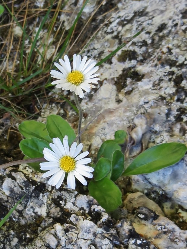 Klikni za ogled večje slike