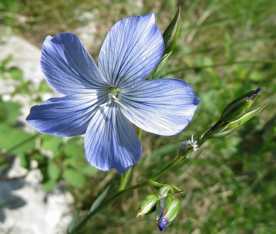 Klikni za ogled večje slike