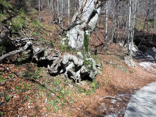 Klikni za ogled večje slike