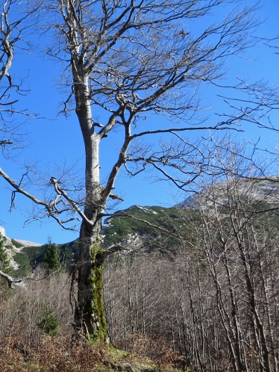 Klikni za ogled večje slike