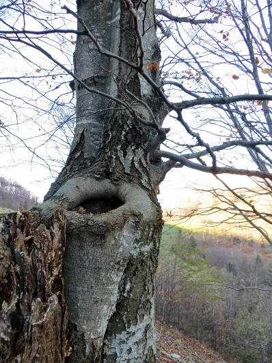 Klikni za ogled večje slike