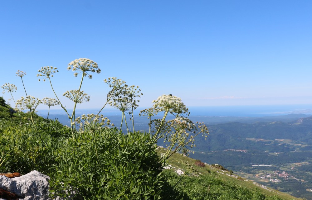 Klikni za ogled večje slike