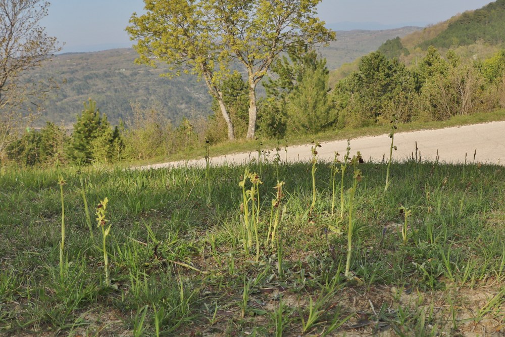 Klikni za ogled večje slike