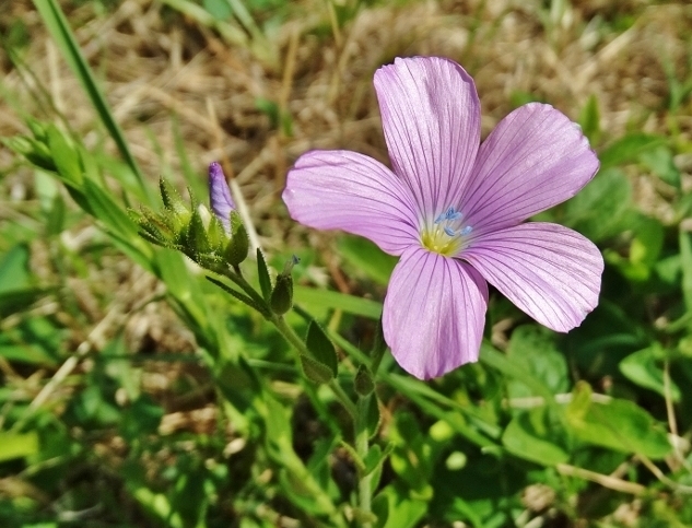 Klikni za ogled večje slike