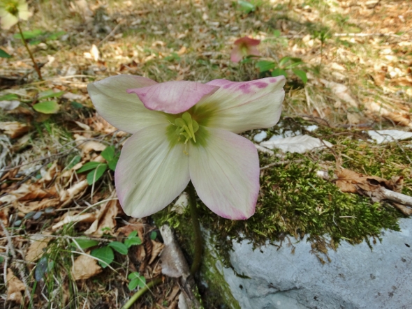 Klikni za ogled večje slike